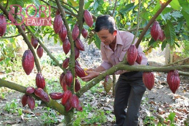 Những trái Cacao thơm ngon được cắt trực tiếp từ vườn